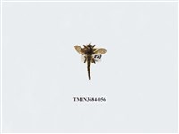 藏品(雙翅目)的圖片